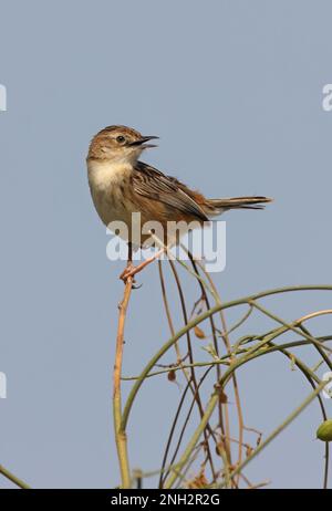 Zitting Cisticola (Cisticola juncidis Cisticola) adulte perché au sommet du Bush chantant Ria Formosa NP, Algarve, Portugal Avril Banque D'Images