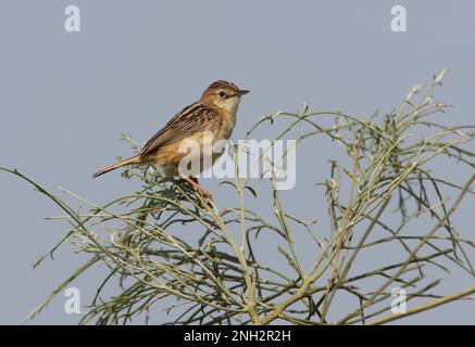 Zitting Cisticola (Cisticola juncidis Cisticola) adulte perché au sommet de la brousse Ria Formosa NP, Algarve, Portugal Avril Banque D'Images