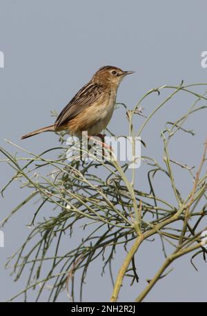 Zitting Cisticola (Cisticola juncidis Cisticola) adulte perché au sommet de la brousse Ria Formosa NP, Algarve, Portugal Avril Banque D'Images