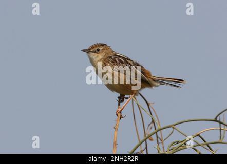 Zitting Cisticola (Cisticola juncidis Cisticola) adulte perché au sommet de la brousse Ria Formosa NP, Algarve, Portugal Avril Banque D'Images