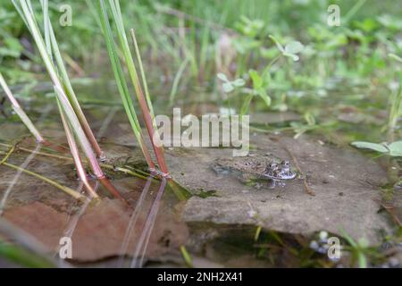 Ululone appenninico - le crapaud à ventre jaune Apennine (Bombina pachypus) est une espèce de crapaud de la famille des Bombinatoridae endémiques en Italie Banque D'Images