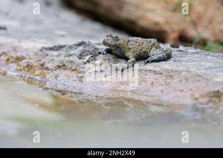 Ululone appenninico - le crapaud à ventre jaune Apennine (Bombina pachypus) est une espèce de crapaud de la famille des Bombinatoridae endémiques en Italie Banque D'Images