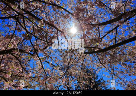 Cerisiers en fleurs long Island New York Banque D'Images