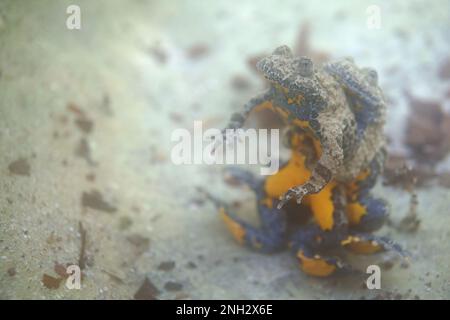 Ululone appenninico - le crapaud à ventre jaune Apennine (Bombina pachypus) est une espèce de crapaud de la famille des Bombinatoridae endémiques en Italie Banque D'Images