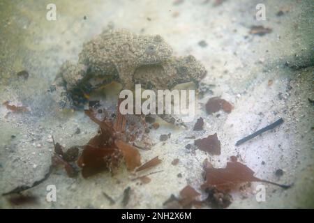 Ululone appenninico - le crapaud à ventre jaune Apennine (Bombina pachypus) est une espèce de crapaud de la famille des Bombinatoridae endémiques en Italie Banque D'Images