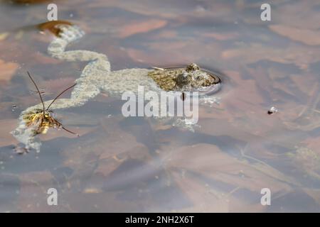 Ululone appenninico - le crapaud à ventre jaune Apennine (Bombina pachypus) est une espèce de crapaud de la famille des Bombinatoridae endémiques en Italie Banque D'Images