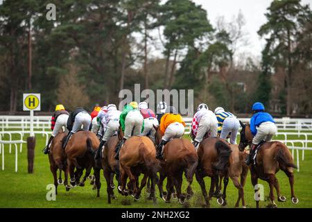 Ascot, Berkshire, Royaume-Uni. 20th février 2023. La course à plat ouverte de la chasse nationale EBF Mares au champ de courses d’Ascot sur le circuit de Betfair Ascot Chase Raceday. Crédit : Maureen McLean/Alay Banque D'Images