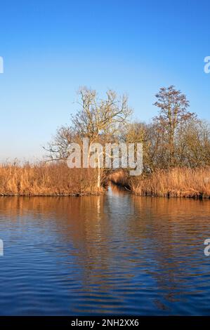 Vue sur la rivière Ant en hiver avec lits de roseaux et digue de drainage sur les Norfolk Broads par le Staithe à Irstead, Norfolk, Angleterre, Royaume-Uni. Banque D'Images