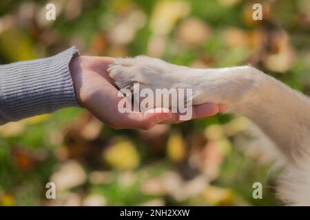 Belgrade, Serbie. 10 novembre 2022. Patte de chien dans la main de l'homme comme signe d'amitié. Animal domestique. Banque D'Images