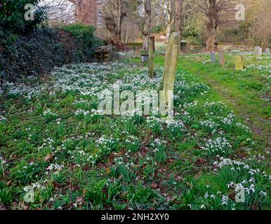 Un tapis de Snowdrops, Galanthus nivalis, dans le cimetière de l'église de St Margaret dans le nord de Norfolk à Thorpe Market, Norfolk, Angleterre, Royaume-Uni. Banque D'Images