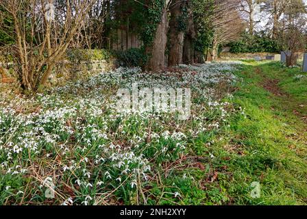 Un tapis de Snowdrops, Galanthus nivalis, dans le cimetière de l'église de St Margaret dans le nord de Norfolk à Thorpe Market, Norfolk, Angleterre, Royaume-Uni. Banque D'Images