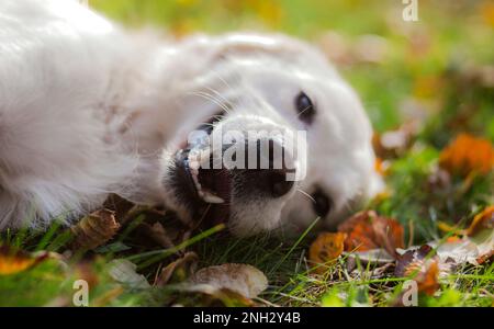 Belgrade, Serbie. 10 novembre 2022. Mignon Golden Retriever couché sur l'herbe regardant l'appareil photo. Banque D'Images