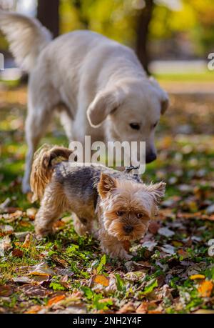 Belgrade, Serbie. 10 novembre 2022. Golden Retriever et un Yorkshire Terrier marchant dans un parc par une journée ensoleillée. Banque D'Images
