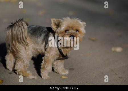 Belgrade, Serbie. 10 novembre 2022. Yorkshire Terrier marchant dans un parc par une journée ensoleillée et regardant la caméra. Banque D'Images