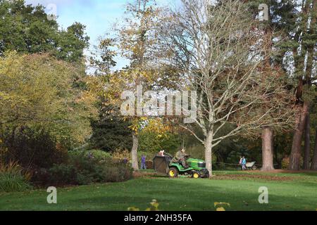 Homme conduisant le collecteur de feuilles de tondeuse à Wisley RHS Gardens à l'automne Surrey, en Angleterre Banque D'Images