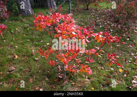 Couleurs d'automne à Wisley RHS Gardens Surrey, Angleterre Banque D'Images