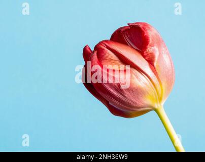 Gros plan d'une tulipe rouge solitaire photographiée sur un fond bleu Uni Banque D'Images