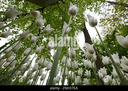 Tulipes blanches avec photo basse vue dans le champ de tulipes. Banque D'Images