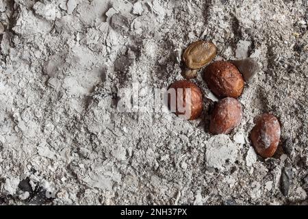 Une vue rapprochée d'un groupe de graines d'arbre de fruit de pomme de loquat et de crème anglaise entourées de cendres, créant une composition abstraite et organique encore-vie Banque D'Images