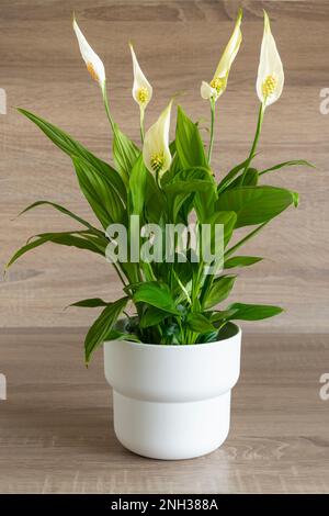 Peace Lily SPATHIHYLLUM plante en pot blanche plante en pot vivace fleurs blanches sur tiges minces dans un fond de forme en bois de pot blanc Banque D'Images