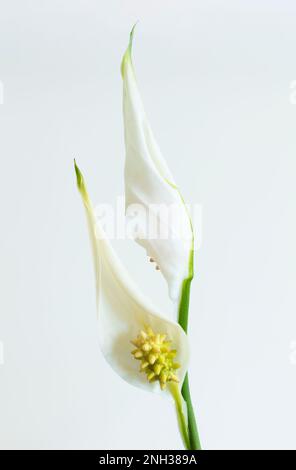 Peace Lily SPATHIHYLLUM plante en pot plante vivace plante à feuilles en pot fleurs blanches sur des tiges minces, près de la feuille de spae et du spadix Banque D'Images