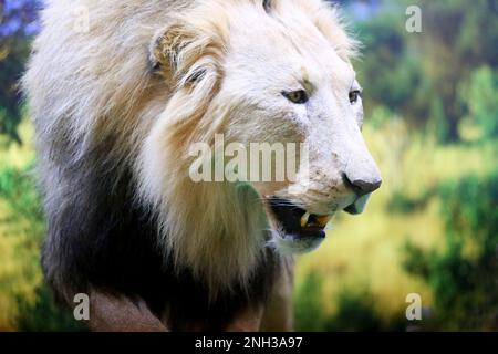 Budapest, Hongrie - 09 FÉVRIER 2023 : gros plan d'un lion africain farci à l'exposition de chasse de Budapest Banque D'Images