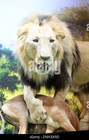 Budapest, Hongrie - 09 FÉVRIER 2023 : gros plan d'un lion africain farci à l'exposition de chasse de Budapest Banque D'Images