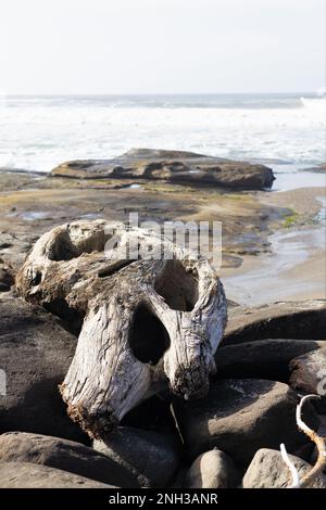 Driftwood s'est lavé à terre sur une plage rocheuse à Yachats, Oregon. Banque D'Images