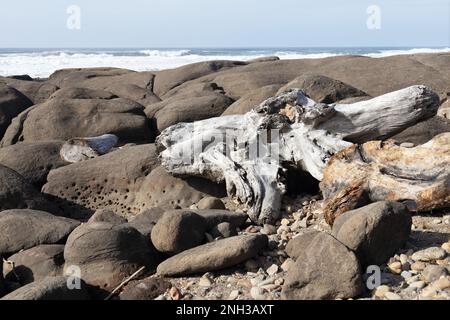 Driftwood s'est lavé à terre sur une plage rocheuse à Yachats, Oregon. Banque D'Images