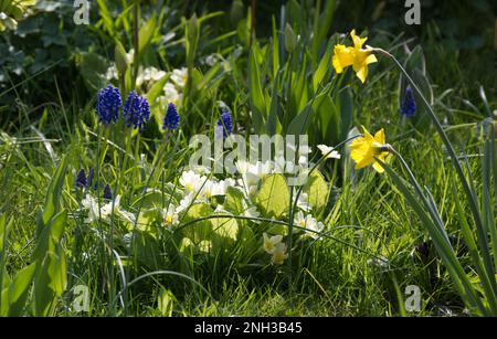 Scène printanière avec primrosiers (primula vulgaris) jonquilles, bourgeons de tulipe et hyacinthes de raisin (muscari) poussant à travers l'herbe dans un jardin de chalet britannique Banque D'Images