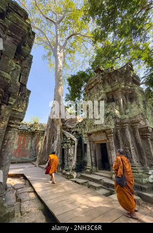 Deux moines bouddhistes traversent le célèbre temple de Ta Prohm avec ses arbres géants entourant les bâtiments du complexe d'Angkor au Cambodge. Banque D'Images