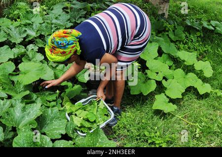 Les feuilles de citrouille sont utilisées pour préparer un repas sain en Afrique du Sud. L'agriculture biologique est courante dans les fermes rurales à la campagne Banque D'Images