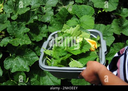 Les feuilles de citrouille sont utilisées pour préparer un repas sain en Afrique du Sud. L'agriculture biologique est courante dans les fermes rurales à la campagne Banque D'Images