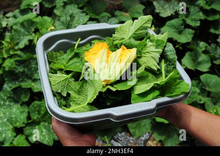 Les feuilles de citrouille sont utilisées pour préparer un repas sain en Afrique du Sud. L'agriculture biologique est courante dans les fermes rurales à la campagne Banque D'Images