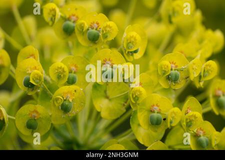 Cyprès d'Euphorbia Banque D'Images