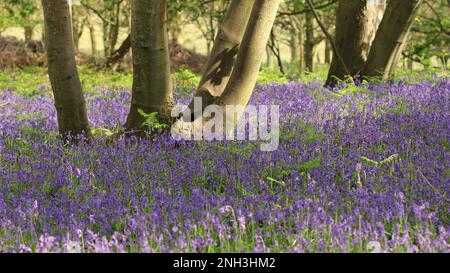 Blue Bells anglais dans une forêt dans le Suffolk Banque D'Images