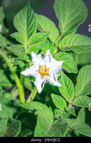 Pommes de terre irlandaises (Solanum tuberosum) fleur blanche, Cap, Afrique du Sud Banque D'Images