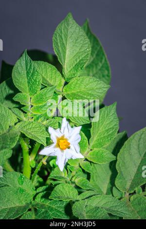 Pommes de terre irlandaises (Solanum tuberosum) fleur blanche, Cap, Afrique du Sud Banque D'Images