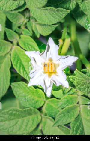 Pommes de terre irlandaises (Solanum tuberosum) fleur blanche, Cap, Afrique du Sud Banque D'Images