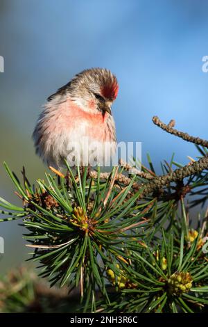 Birkenzeisig, Männchen, Prachtkleid, Birken-Zeisig, Zeisig, Taïga-Birkenzeisig, Taigabirkenzeisig, Carduelis flammea, Acanthis flammea, Carduelis flam Banque D'Images
