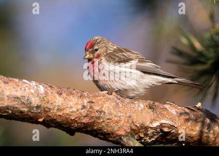 Birkenzeisig, Männchen, Prachtkleid, Birken-Zeisig, Zeisig, Taïga-Birkenzeisig, Taigabirkenzeisig, Carduelis flammea, Acanthis flammea, Carduelis flam Banque D'Images