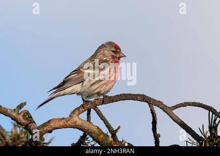 Birkenzeisig, Männchen, Prachtkleid, Birken-Zeisig, Zeisig, Taïga-Birkenzeisig, Taigabirkenzeisig, Carduelis flammea, Acanthis flammea, Carduelis flam Banque D'Images