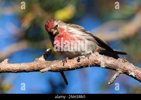 Birkenzeisig, Männchen, Prachtkleid, Birken-Zeisig, Zeisig, Taïga-Birkenzeisig, Taigabirkenzeisig, Carduelis flammea, Acanthis flammea, Carduelis flam Banque D'Images