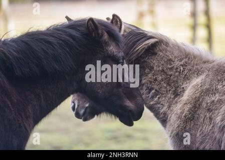 Les chevaux sauvages dans le défrichement, les têtes se tournont l'une vers l'autre. Poney polonais. Banque D'Images