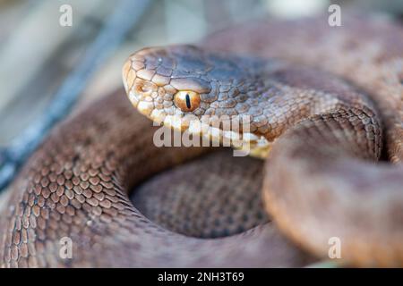 Adder (Vipera berus) - gros plan de l'œil d'un serpent juvénile, Angleterre, Royaume-Uni Banque D'Images