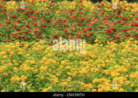Magnifique paysage de fleurs de Lantana (Sage jaune), beaucoup de fleurs rouges et jaunes fleurissant dans le jardin Banque D'Images