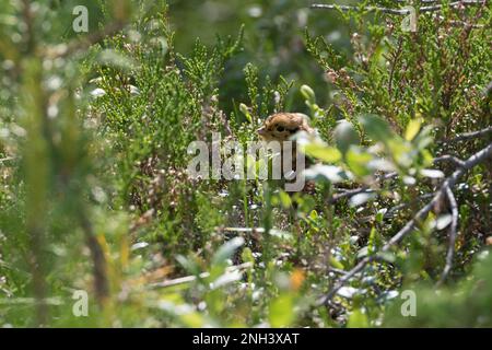 Birkhuhn, BirkWild, Küken, Lyrurus tetrix, Tetrao tetrix, Blackgame, tétras noir, tétras noir du nord, tétras noir eurasien, coq noir, jeunes, Banque D'Images