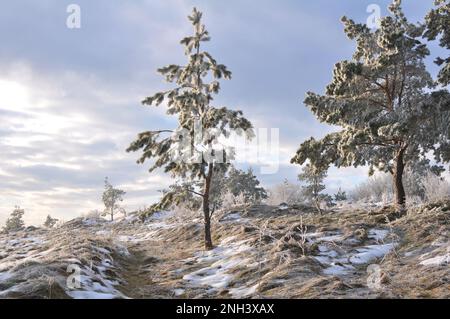 Paysage d'hiver avec neige, arbres et gel Banque D'Images