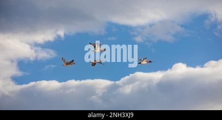 Canard flottant dans l'air, Wigeon eurasien, Mareca penélope Banque D'Images