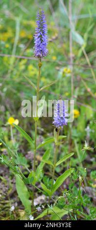 Il pousse dans le pic veronica sauvage (Veronica spicata) Banque D'Images